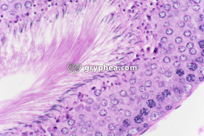 Testicule de Cobaye x200 - gryphea.com